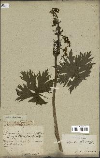 spécimen de Aconitum lycoctonum