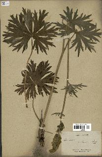 spécimen de Aconitum lycoctonum