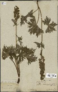 spécimen de Aconitum lycoctonum