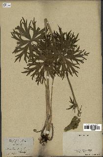 spécimen de Aconitum lycoctonum