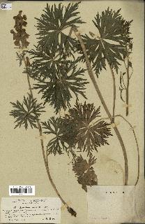 spécimen de Aconitum lycoctonum