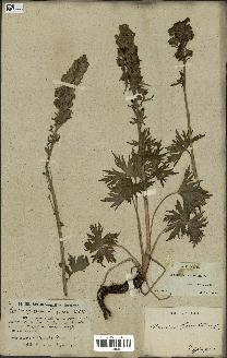 spécimen de Aconitum lycoctonum
