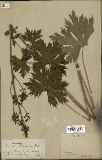 spécimen de Aconitum lycoctonum