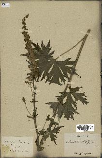 spécimen de Aconitum lycoctonum