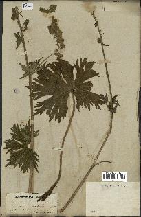 spécimen de Aconitum lycoctonum