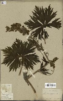 spécimen de Aconitum lycoctonum