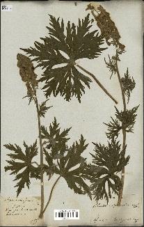 spécimen de Aconitum lycoctonum