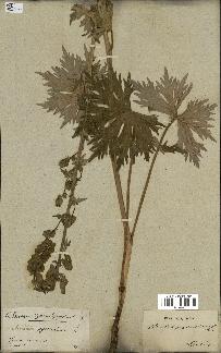 spécimen de Aconitum lycoctonum