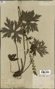 spécimen de Aconitum lycoctonum