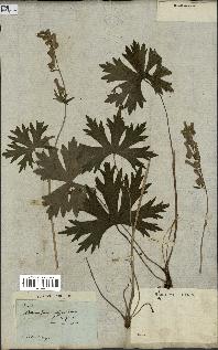 spécimen de Aconitum lycoctonum