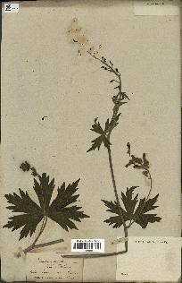 spécimen de Aconitum lycoctonum