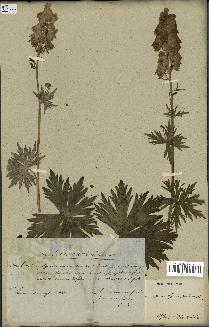 spécimen de Aconitum lycoctonum