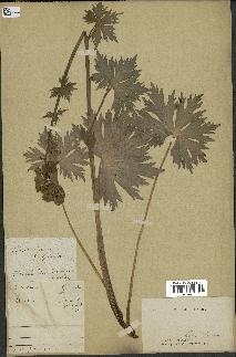 spécimen de Aconitum lycoctonum