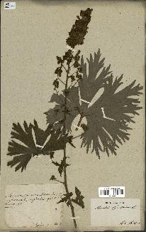 spécimen de Aconitum lycoctonum
