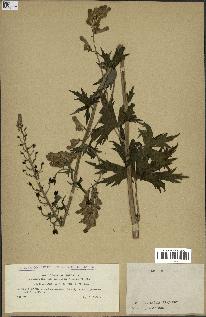 spécimen de Aconitum lycoctonum