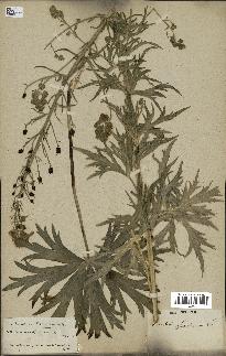 spécimen de Aconitum lycoctonum