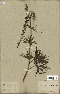 spécimen de Aconitum lycoctonum