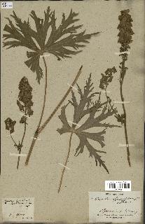 spécimen de Aconitum lycoctonum