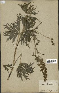 spécimen de Aconitum lycoctonum