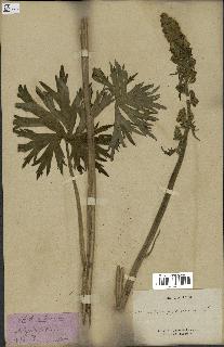 spécimen de Aconitum lycoctonum