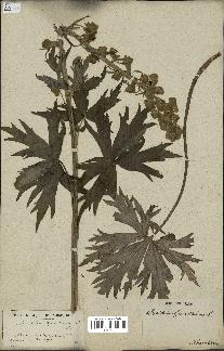 spécimen de Aconitum lycoctonum