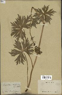 spécimen de Aconitum lycoctonum