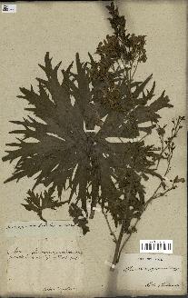 spécimen de Aconitum lycoctonum