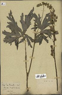 spécimen de Aconitum lycoctonum