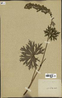 spécimen de Aconitum lycoctonum
