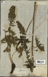 spécimen de Aconitum lycoctonum