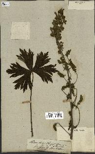 spécimen de Aconitum lycoctonum