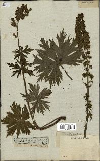 spécimen de Aconitum lycoctonum