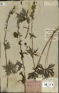 spécimen de Aconitum lycoctonum