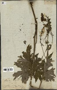 spécimen de Aconitum lycoctonum