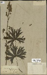spécimen de Aconitum lycoctonum