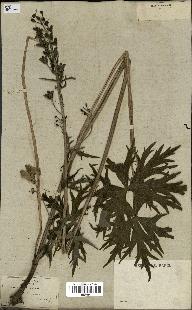 spécimen de Aconitum lycoctonum