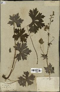 spécimen de Aconitum lycoctonum