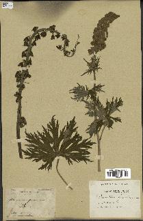 spécimen de Aconitum lycoctonum