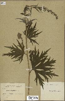 spécimen de Aconitum lycoctonum