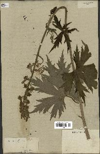 spécimen de Aconitum lycoctonum