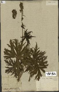 spécimen de Aconitum lycoctonum