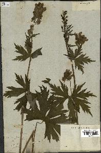 spécimen de Aconitum lycoctonum