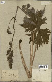spécimen de Aconitum lycoctonum