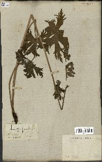 spécimen de Aconitum lycoctonum