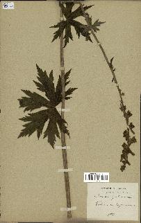 spécimen de Aconitum lycoctonum