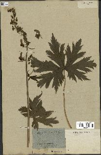 spécimen de Aconitum lycoctonum