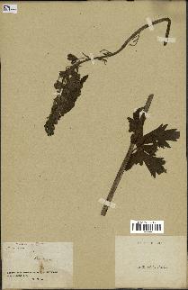 spécimen de Aconitum lycoctonum