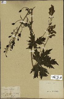 spécimen de Aconitum lycoctonum