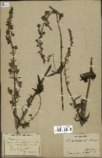 spécimen de Aconitum lycoctonum