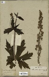 spécimen de Aconitum lycoctonum
